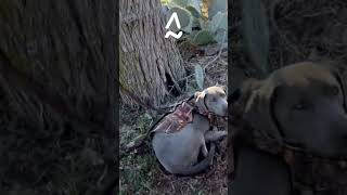 Duck Hunting Life Hack - Easy Retrieving Dog Management