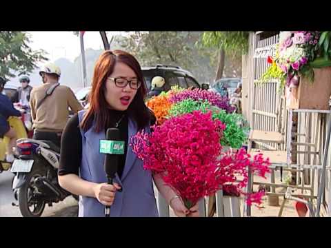 (VTC14)_Hoa sao khô để trong nhà ngày Tết độc hại với trẻ nhỏ?