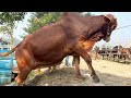cow unloading, cow videos, cow video, big cow, goru hamba cow, Ep - 379