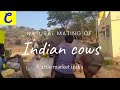 Natural mating of Indian cow.[Cattle Market India] #Naturalmating #desicows #desibulls