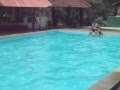 IDOEL, renang gaya dada katak