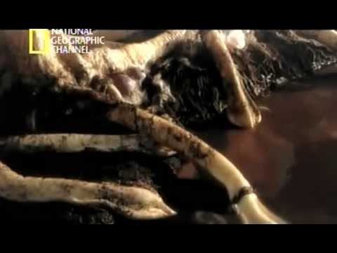 Download documentario dinossauros dublado
