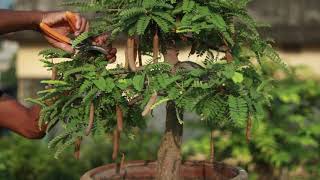 Tamarind Bonsai With Flower And Fruit Bonsai Artisan Kh. Aqib Jabed