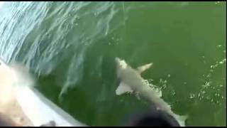 Fish Swallows Shark