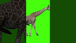 Giraffe Walking Green Screen