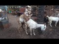 Best goat Crossing Big Breeder With Big Female goat Crossing 2022....