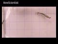 Larval hunter uses bifocal lenses to trap prey