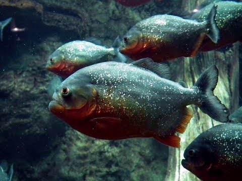 Самые Агрессивные Аквариумные Рыбки. Пираньи Нервно Курят Самые Агрессивные Аквариумные Рыбки. Пираньи Нервно Курят