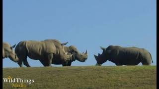 Female Rhinos Protect A New Female From a Male Rhino (female solidarity)