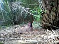 image Ayam Hutan Pikat Betina 39