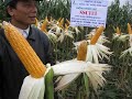 Kỹ thuật trồng cây ngô lai đơn: Ngô lai đơn SSC 131 tại Yên Phư