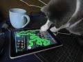 iPad Proves Ideal Cat Plaything - Cat ipad video - Gizmodo.flv