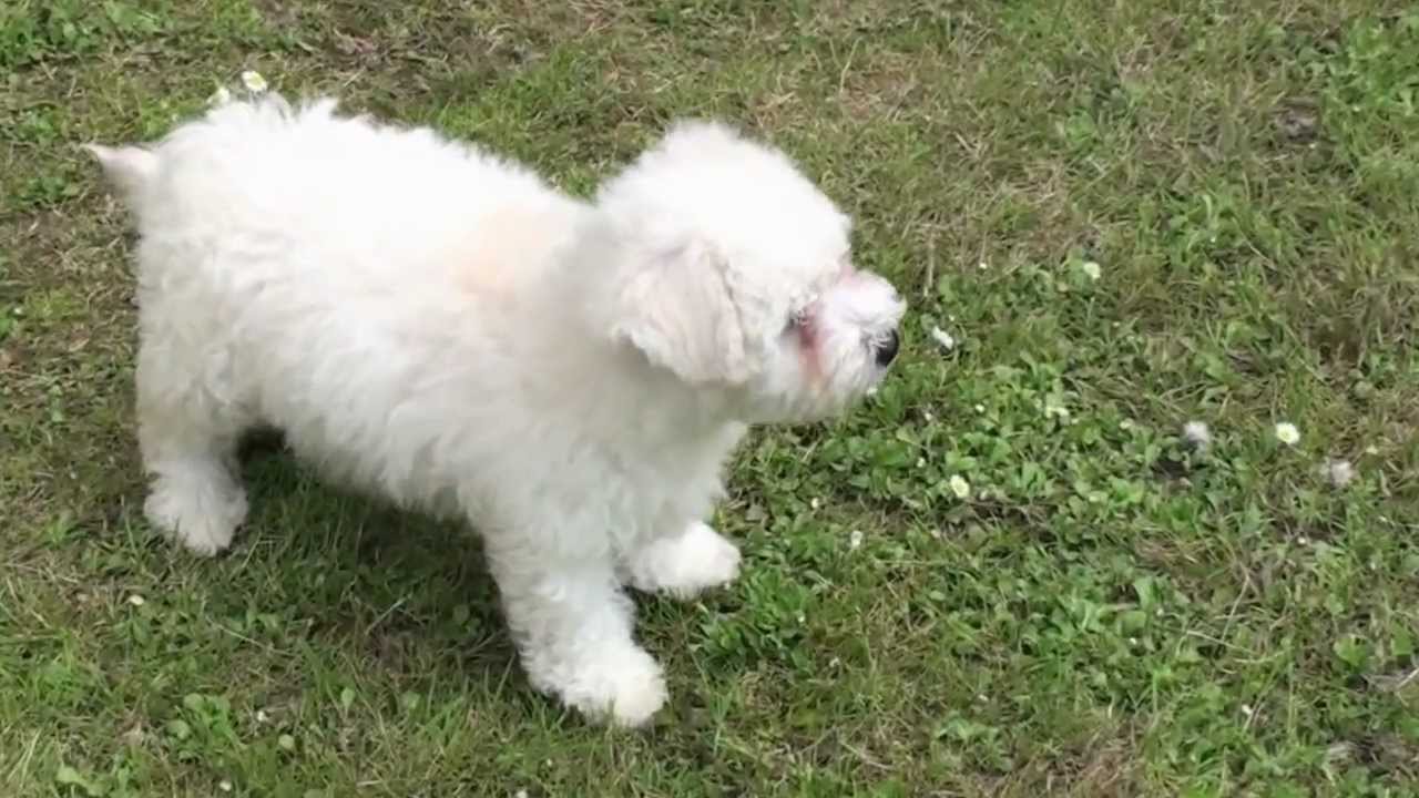 bichon frise cross yorkie bichon frise cross yorkie bichon frise cross yorkie bichon frise cross yorkie