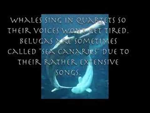 Baby Beluga