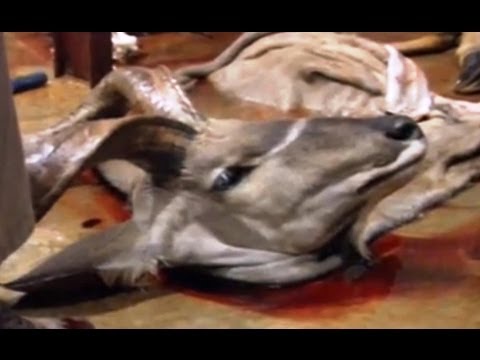 Why do you love killing? - Louis Theroux's African Hunting Holiday - BBC Why do you love killing? - Louis Theroux's African Hunting Holiday - BBC klip izle