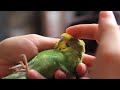 parakeet