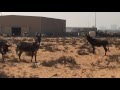Donkeys mating in the desert