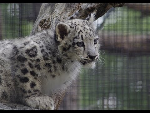 木から降りられなくて不安なユキヒョウの赤ちゃん〜Snow Leopard