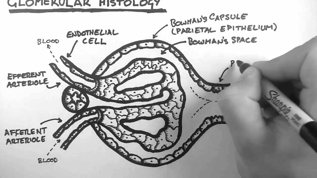 Renal Anatomy 3 - Glomerular Histology - YouTube