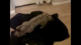 Fell Terrier Bella