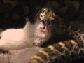 Crotalus atrox Crotalus atrox