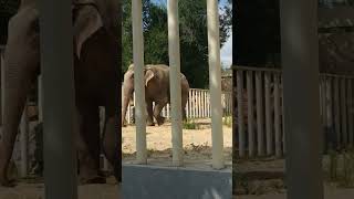 Elephant In Captivity / Слон В Невольном Состоянии