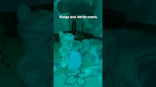 Наступает Ночь И Просыпается Мафия #Shortscats #Cat #Юмор #Приколы #Ржачныевидео #Tiktok