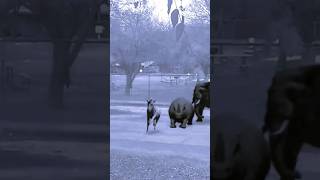 Animals Running