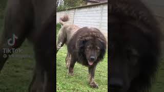 Kafkas Çoban Köpeği