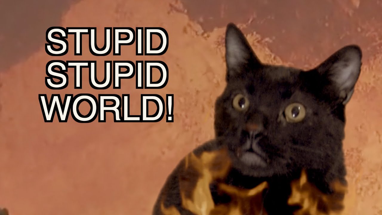 Talking Kitty Cat ♫ Stupid Stupid World ♫ YouTube