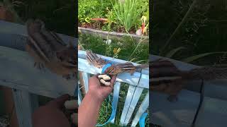 Chipmunk Got Caught Fighting, Dont Mess With Alvin