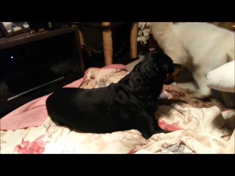 Rottweiler vs Husky Wooly