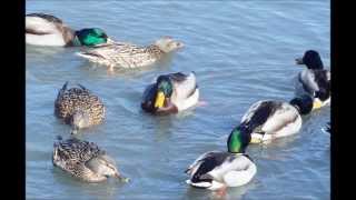 Hong Ting Winter Ducks Play On Water Hong Ting Winter Ducks Play On Water