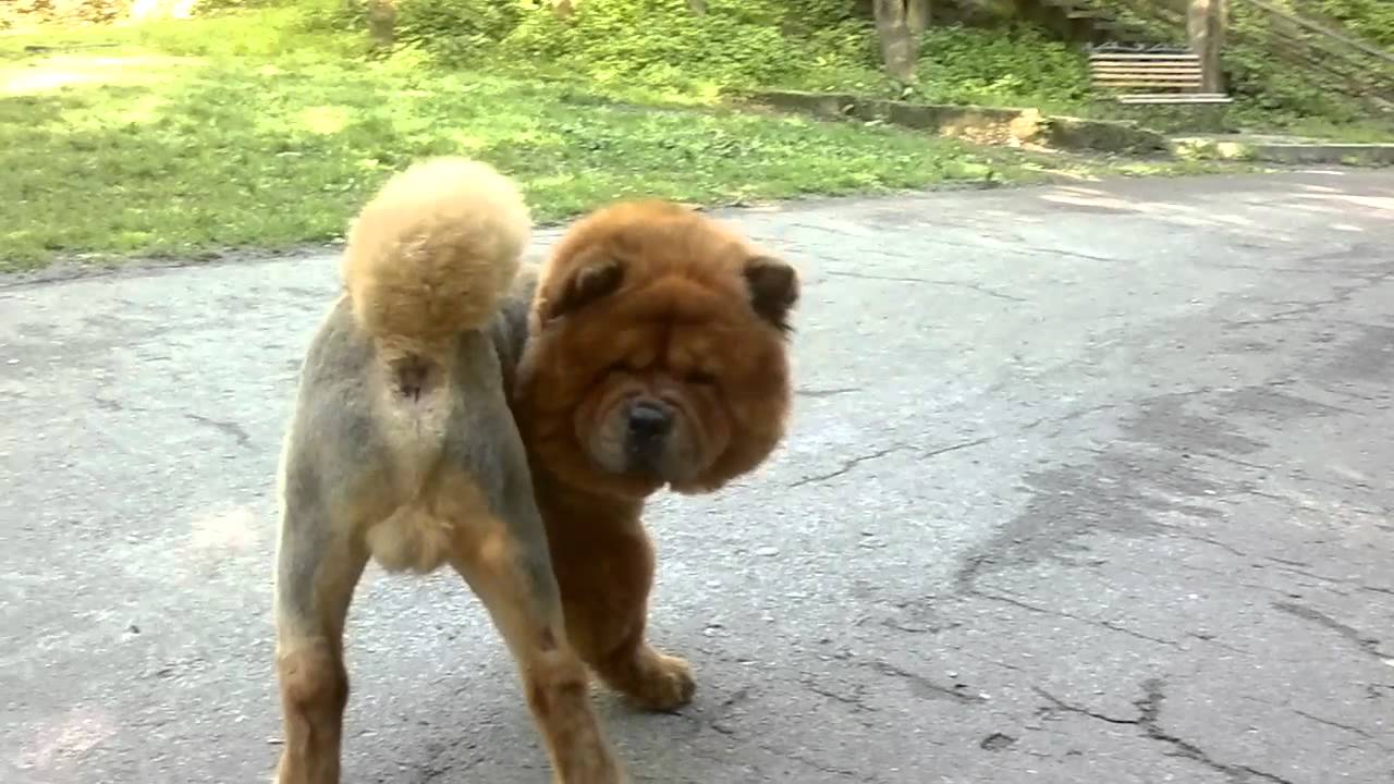Стрижки чау Стрижки чау