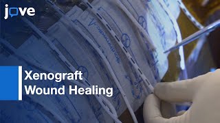 Xenograft Wound Healing