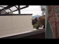 Chou Y A L Chat Qui S Prend Pour Batman images Chou Y A L Chat Qui S Prend Pour Batman