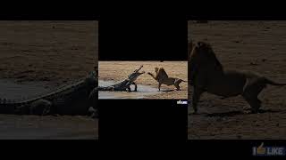 Lion Vs Crocodile Predator Showdown In Africa