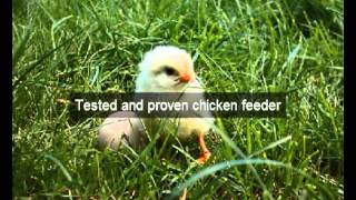 Chicken Feeders | hens | San Diego |CA | automatic chicken feeder| feeding chickens| poultry feeders