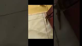 Kaplumbağa Yiyen Ve Halay Çeken Balık???