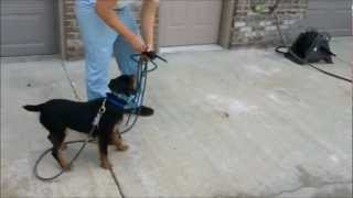 April E-Collar Training A Jagdterrier