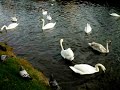 Swans, Emmet Bridge, Harold's Cross Rd., Dublin Ireland 31/3/2011.