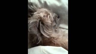 Watch Molly Johnson Sleep In Late video