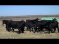 South Texas 3-5 yr old Brangus Cows calving NOW!!