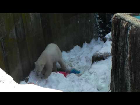 Polar Bear 20100302 浮きボールもって階段をあがるピリカ