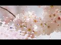kingdom melodies