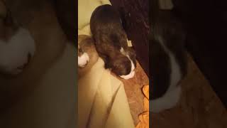 Apbt Red Boy Carver Eli Pups