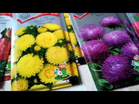 Астры-когда сажать 41