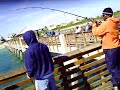 kingfish at the juno pier