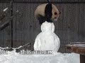 Raw: Panda Finds Snowman Playmate