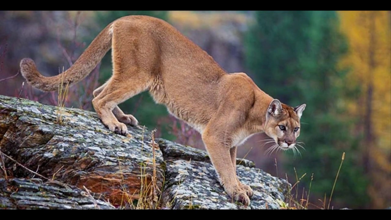 Screaming cougar